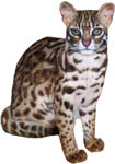 Geoffroy Cat